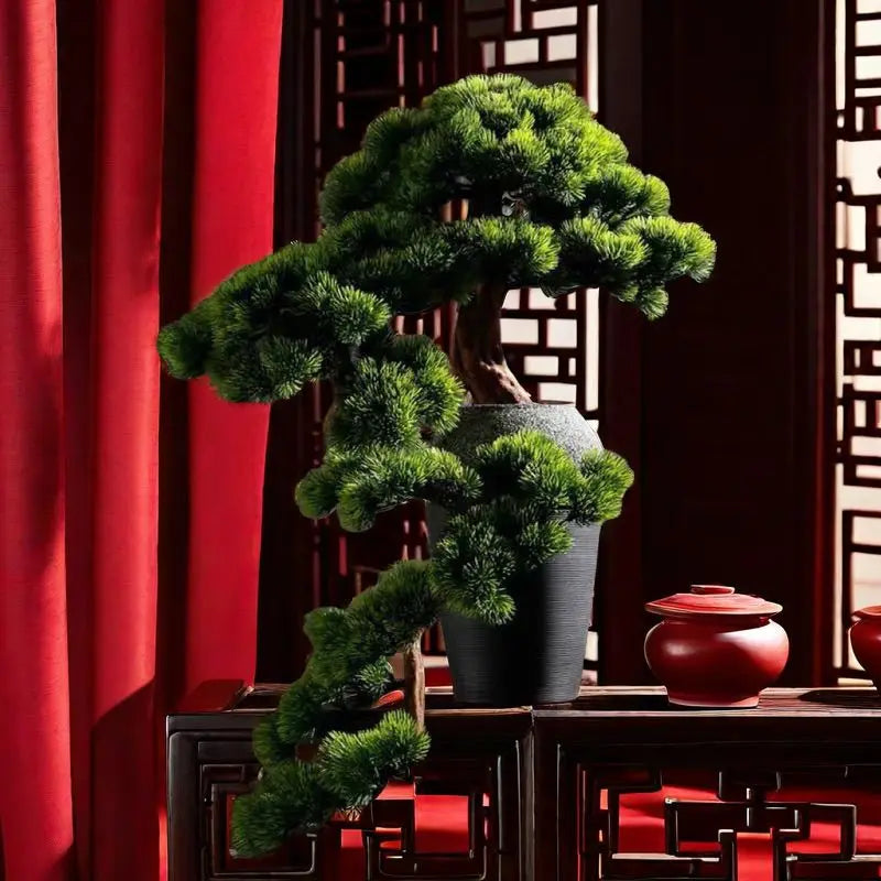 Bonsai Cinese, view 5